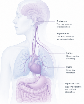 The science behind why controlled breathing works